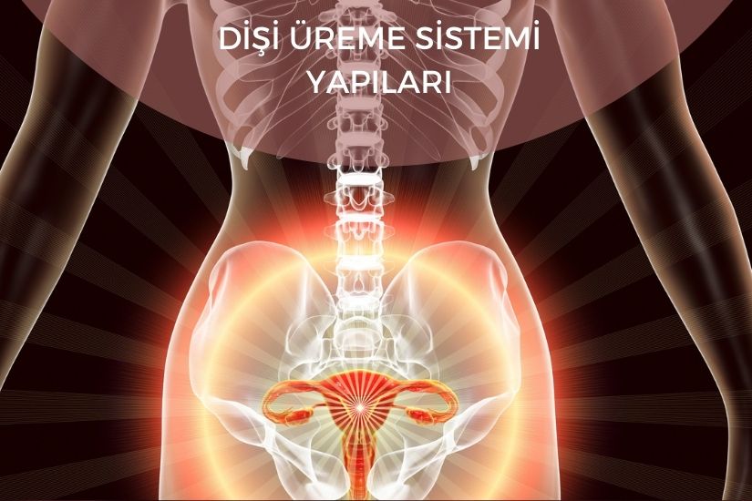 Dişi üreme sistemi yapıları